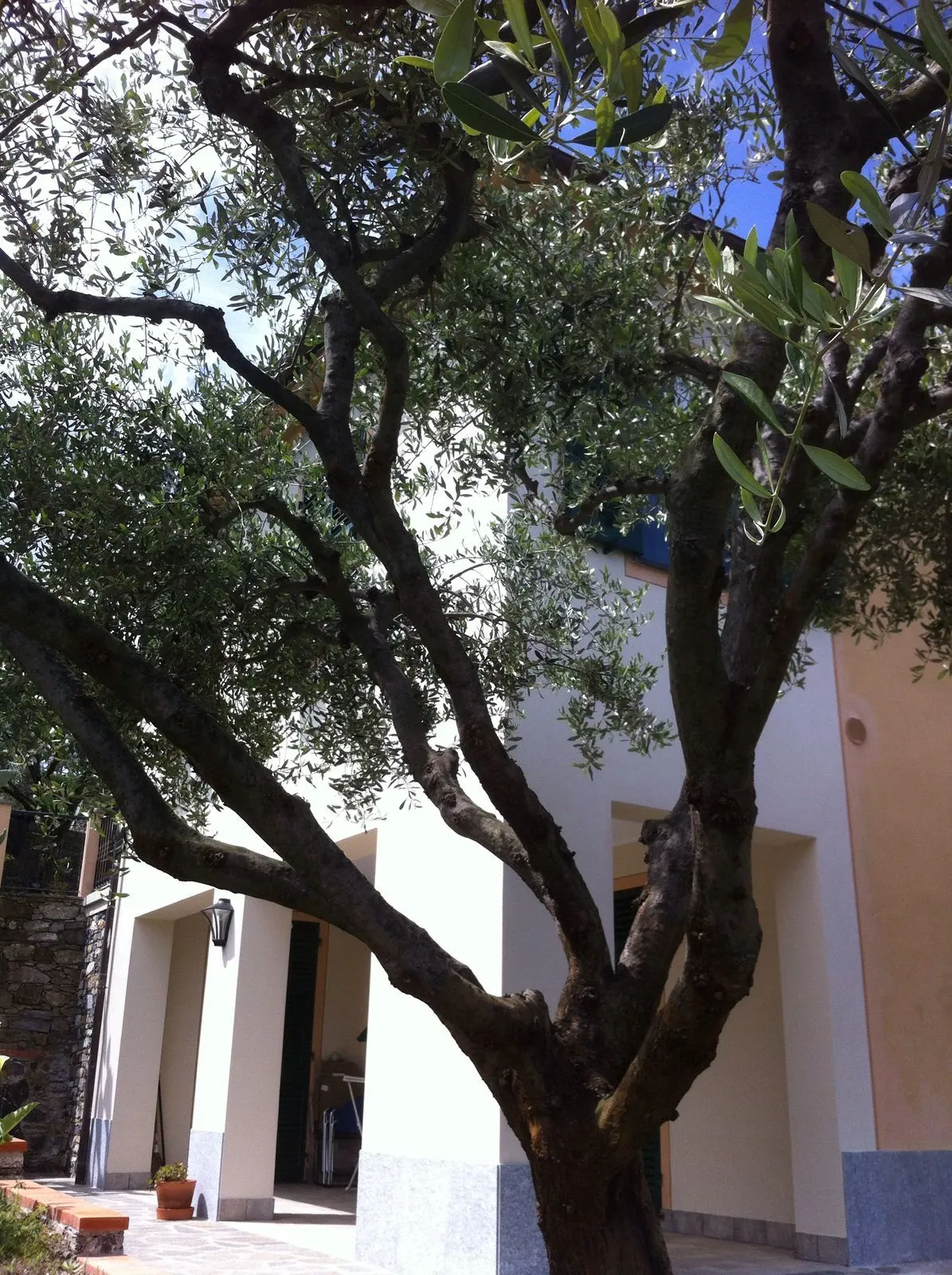 casa tra gli ulivi